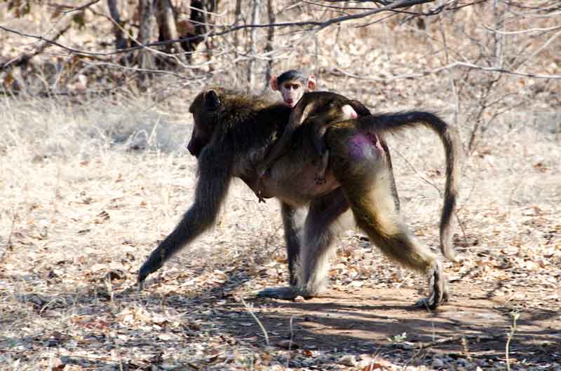 Mono Babuino - parque nacional Mosi-oa-tunya - Zambia 1.jpg